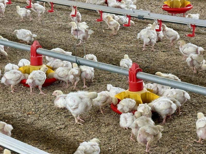 0 Bedroom Property for Sale in Harrismith Free State